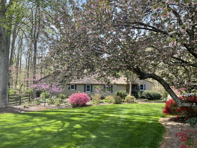 A tree, flowering with pink blooms, arches over a beautiful tan home in a wooded area during springtime.