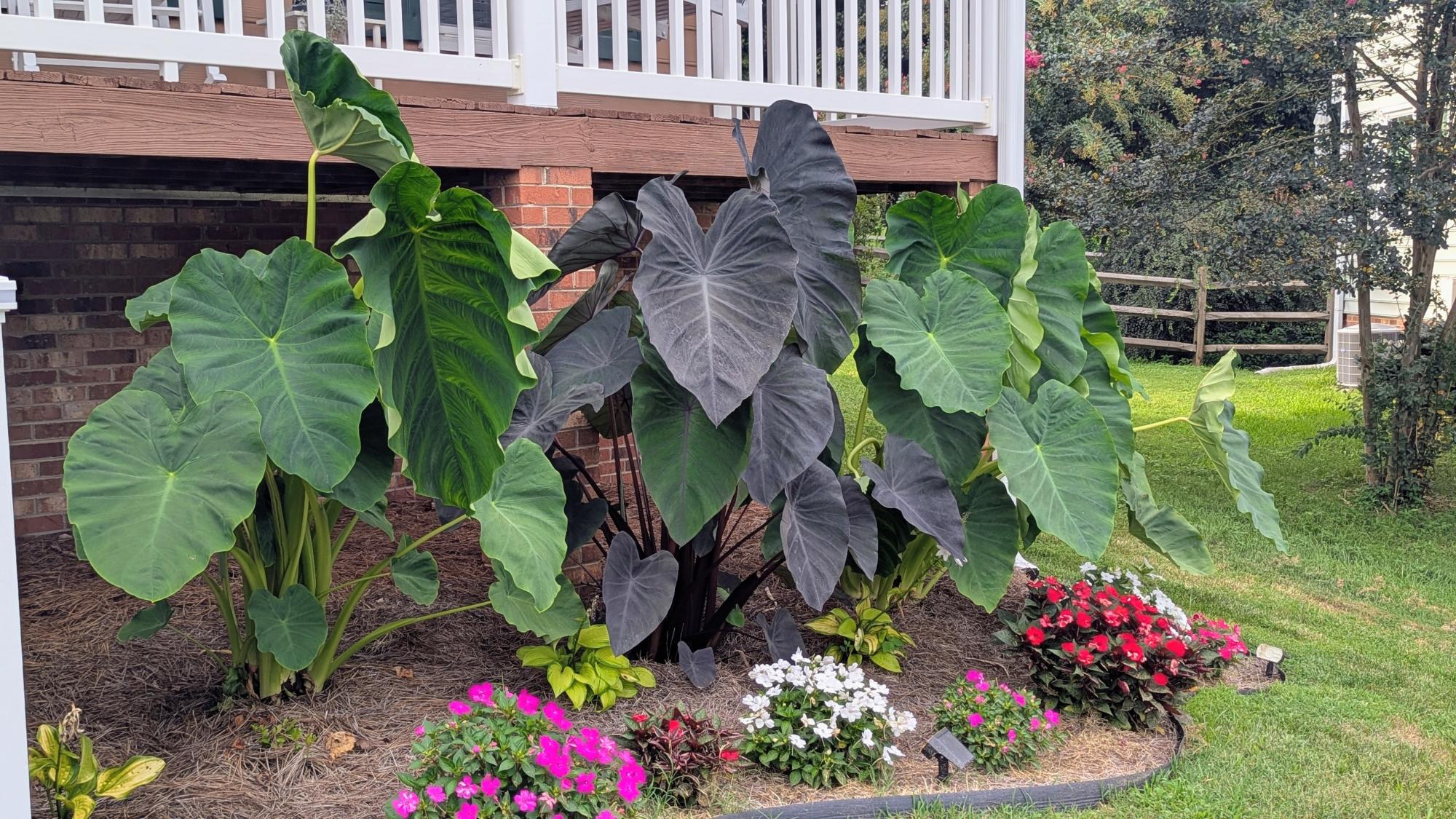 Beautiful elephant ear plants line the front porch of the Yard of the Week winner